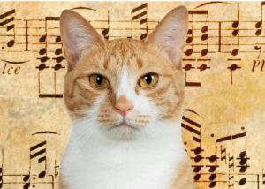 Crean una melodía para gatos que los deja en total relajación