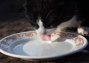 La razón por la que los gatos no pueden beber leche de vaca
