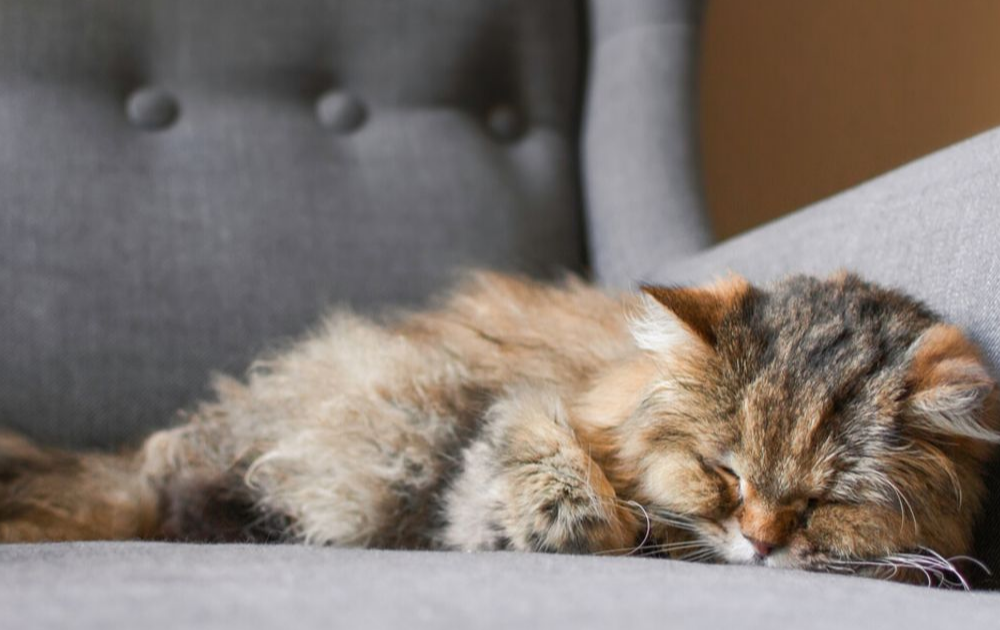 5 signos que indican demencia en tu gato
