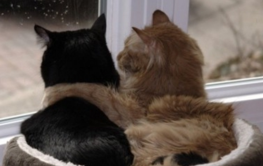 Esto necesitas saber para presentar a dos gatos que van a compartir casa