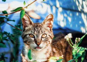 Conoce las plantas tóxicas para gatos: ¡Ten mucho cuidado!
