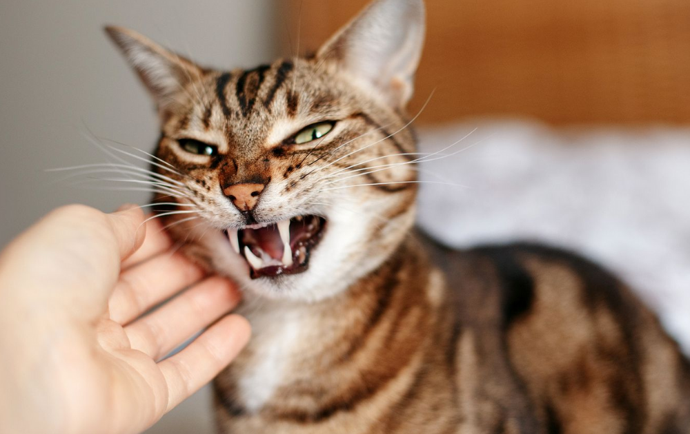 5 cosas que causan mucho estrés a tu gato