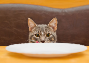 ¿Qué es mejor para tu gato el pienso o la comida húmeda?