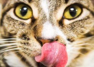 10 datos de los gatos que nunca hubieras imaginado