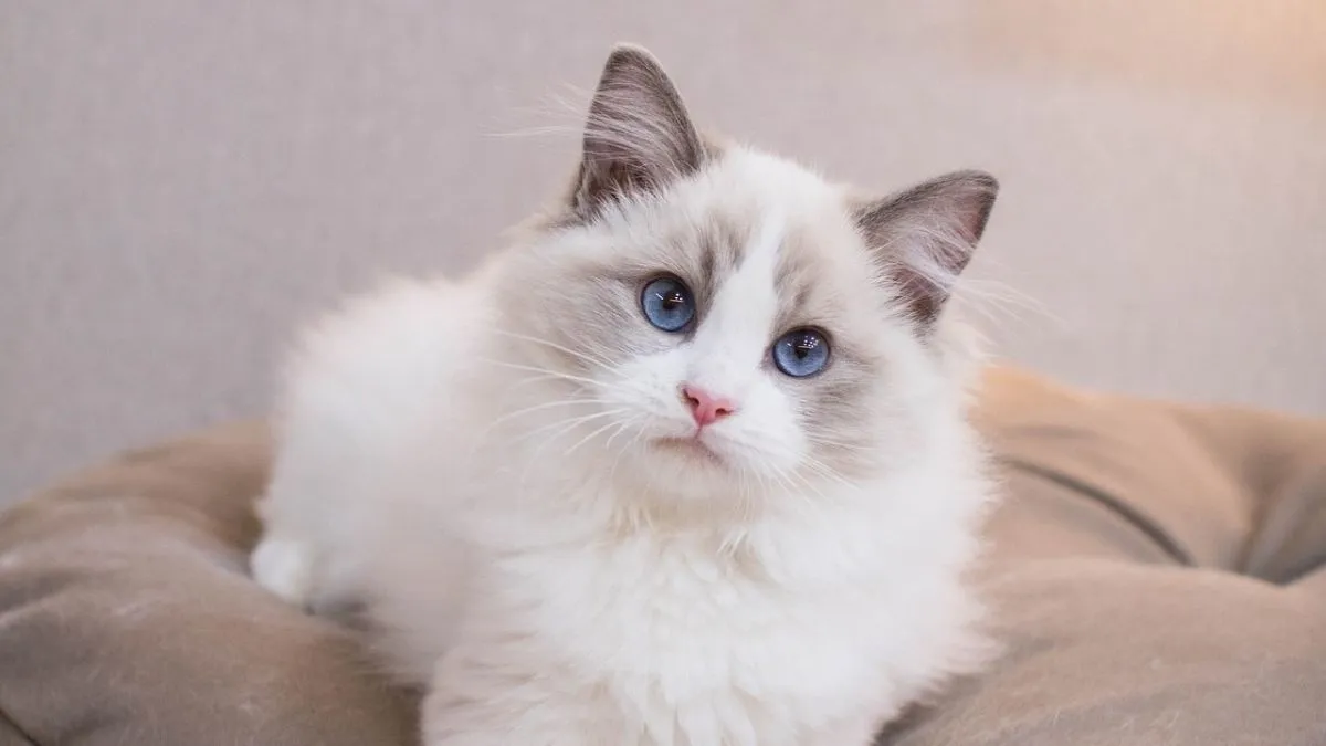 Las 5 razas de gato más cariñosas del mundo