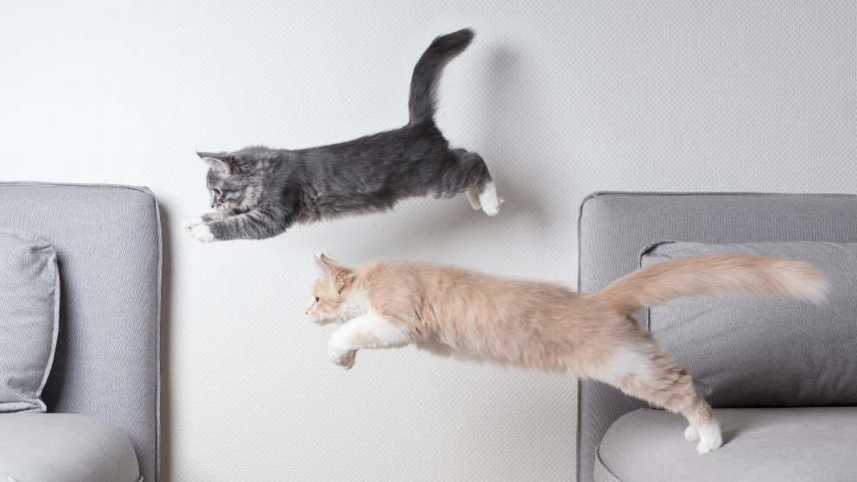 gatos saltando