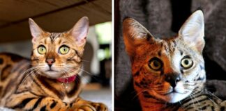 Las 5 razas de gatos con más carácter que existen