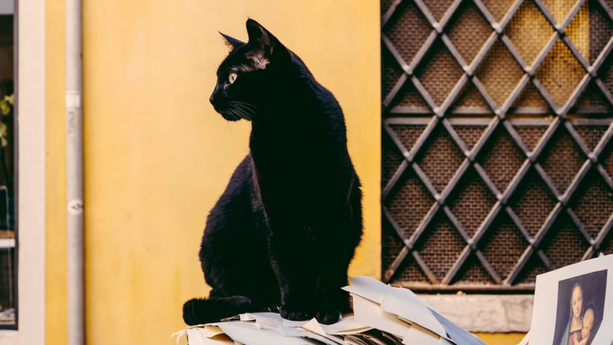 gato negro calle