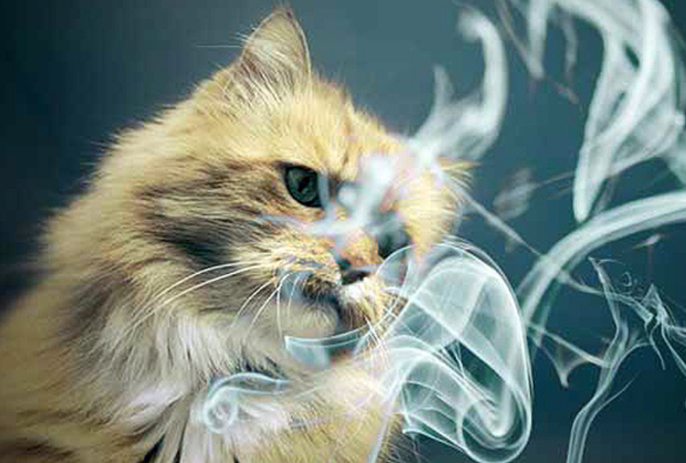 Los efectos del humo del tabaco en tu gato
