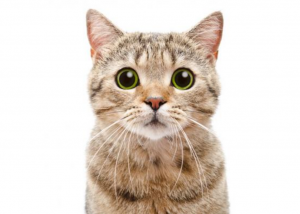 gato pupilas dilatadas
