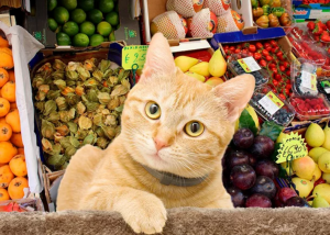 7 verduras que puede comer tu gato