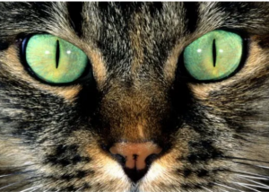 Esta es la razón por la que los gatos tienen las pupilas verticales