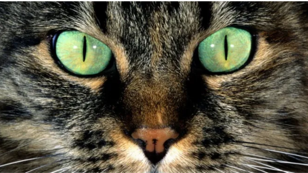 ojos verdes verticales gato