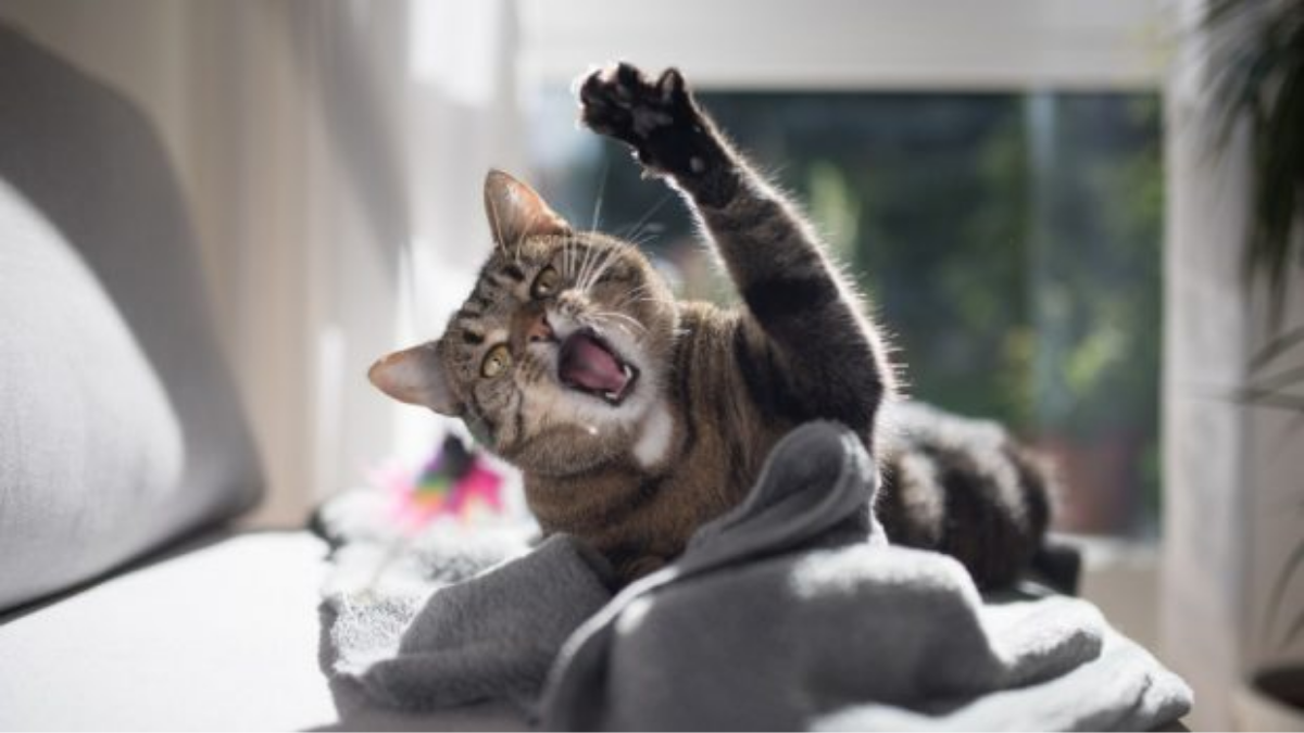 8 consejos para calmar a un gato agresivo