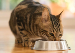 7 síntomas de que tu gato tiene ansiedad con la comida y cómo solucionarlo