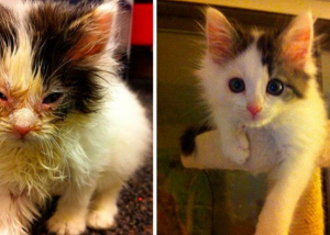 10 gatos antes y después de ser rescatados ¡el resultado es increíble!