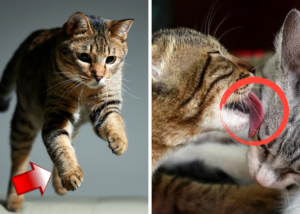 10 curiosidades de los gatos que necesitas conocer