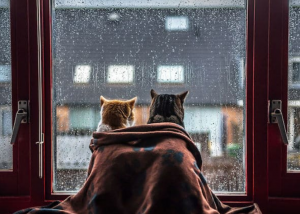La razón por la que los gatos predicen la lluvia