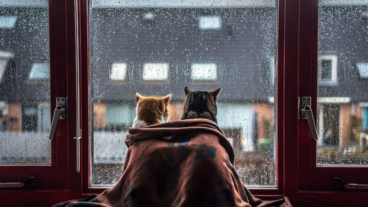 gato lluvia ventana