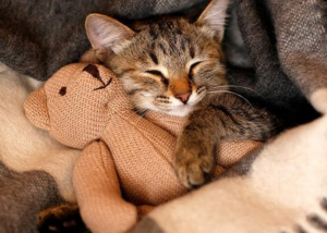 Conoce el gran beneficio que hace que tu gato duerma con un peluche