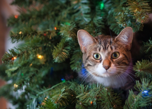 Conoce las 5 plantas navideñas que son tóxicas para tu gato