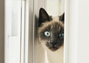 Te explicamos por qué tu gato sabe dónde estás aunque te escondas