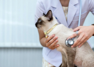 Cómo detectar una insuficiencia renal en tu gato y 3 maneras de prevenirla