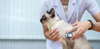 Gato veterinario