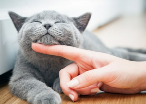 5 formas de saber que tu gato está en la gloria cuando le acaricias