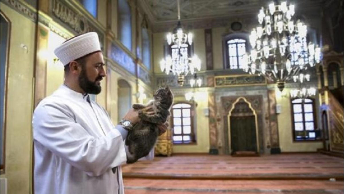 musulmán gato