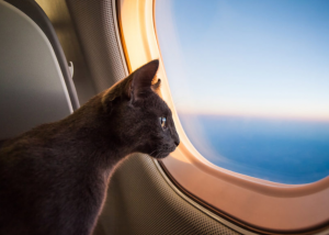 Escándalo en aerolínea: Una mujer se saca el pecho y amamanta a un gato en pleno vuelo