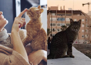 Cuántos años vive un gato doméstico y callejero