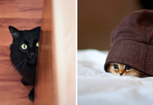 Razones por las que tu gato se esconde y 5 soluciones
