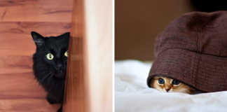 Razones por las que tu gato se esconde y 5 soluciones