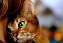 5 cosas que los gatos temen sin control