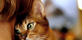 5 cosas que los gatos temen sin control