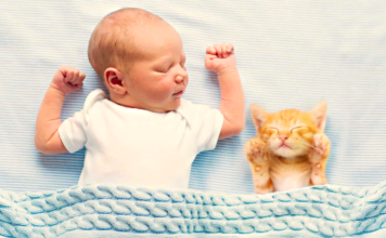 5 consejos para que un gato se adapte bien a un bebé