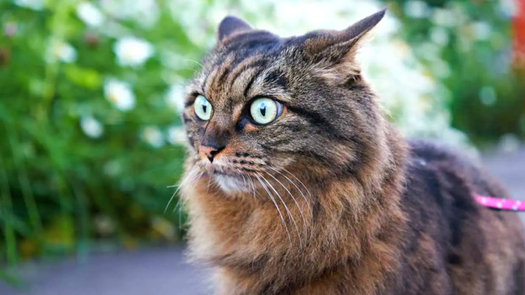 5 maneras de saber que un gato está estresado