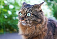 5 maneras de saber que un gato está estresado