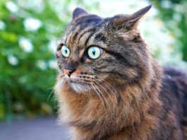 5 maneras de saber que un gato está estresado