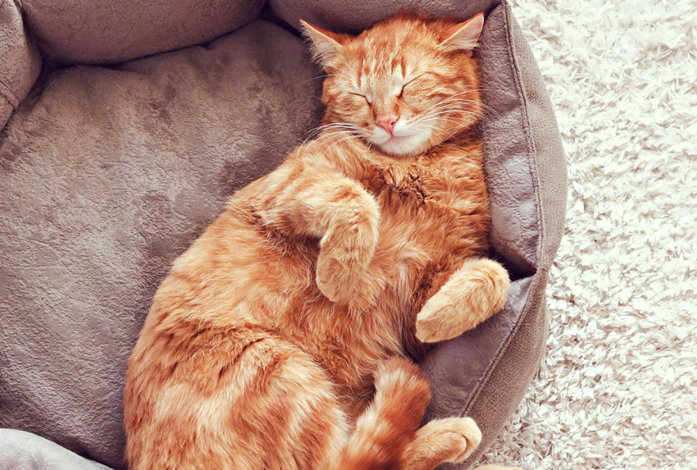 Por estas 5 razones los gatos duermen mucho