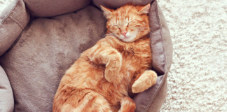Por estas 5 razones los gatos duermen mucho