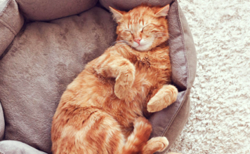 5 Razones por las que los Gatos durmen mucho