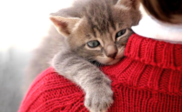 5 maneras de que tu gato sea más cariñoso contigo