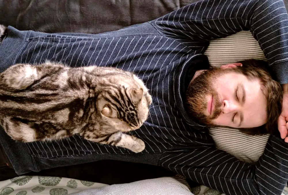 Si un gato duerme sobre ti, ¡te damos una excelente noticia!