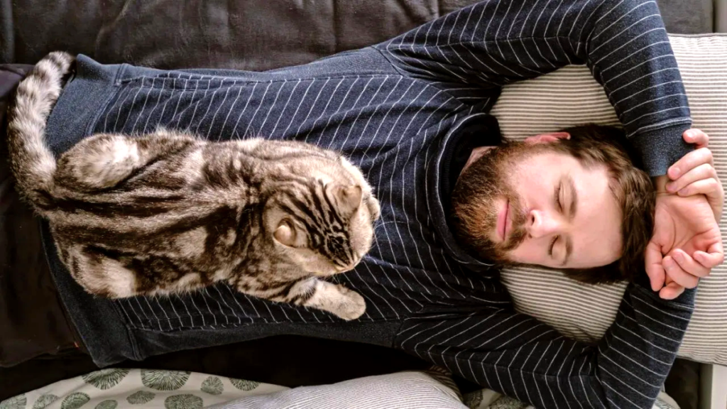 Si un gato duerme sobre ti, ¡te damos una excelente noticia!