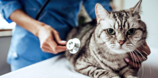 6 síntomas que indican que un gato puede sufrir cáncer