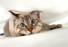 5 razones por las que tu gato se mete debajo de las sábanas