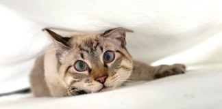 5 razones por las que tu gato se mete debajo de las sábanas