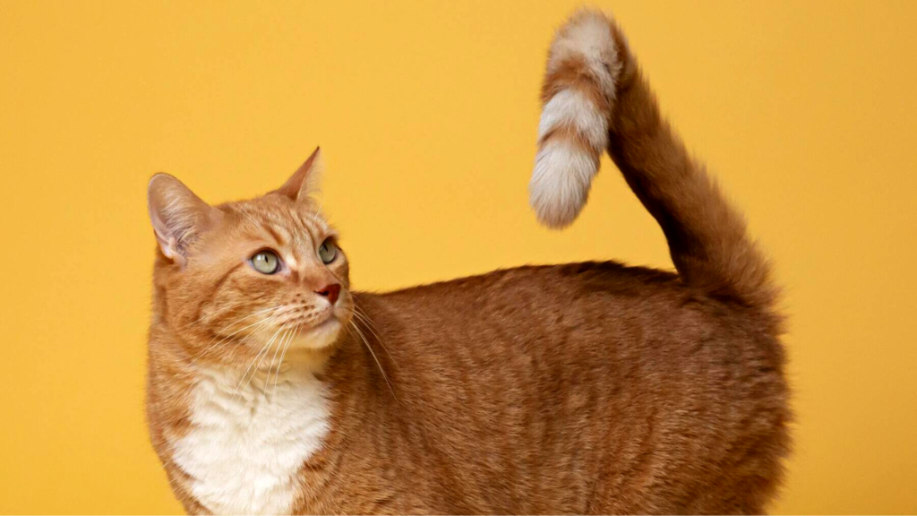 Esto te dice tu gato con la postura de su cola